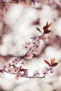 Blood plum in full bloom, Prunus cerasifera, red-leaved cherry plum Blood plum in full bloom, Prunus cerasifera, red-leaved cherry plum